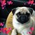 Janet Pingree's profile image