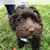 Cheryl Morosco's profile image