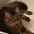 Carol Collins's profile image
