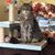 Cheryl Lang's profile image