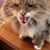 Theresa Doyon's profile image