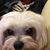Dana King's profile image