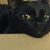 Jen Gardener's profile image