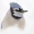 Claudia Blakley Bolles's profile image