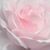 Natallia Sysa's profile image