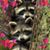 Debbie John Rhodes's profile image