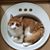Barb Hamer Witschen's profile image