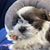Donna Dickson Marikian's profile image