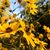 Lisa Stover Taylor's profile image