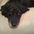 Lois DiGennaro Baldini's profile image