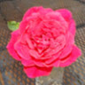 Paula B.'s profile image