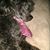 Butch Alcorn's profile image