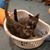 Elaine Beaulieu Emond's profile image