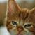 Lorien Shaw's profile image