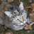 Sheryl Hamilton's profile image