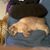 Elisabeth Mercader Derode's profile image