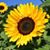 Carol Thorne Prillaman's profile image