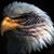 Chip Pridemore's profile image