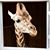Steven Kalantgopoulos's profile image