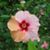 Janelda Sue Franks Mitchell's profile image