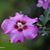 Sharon Marie Desso's profile image