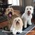 Mary Falcone's profile image