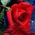 Lady Love's profile image