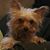 Rebecca Gower's profile image