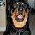 Nora M. Falkenstein's profile image