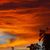 Pamela Albert Riggs's profile image