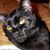 Stephanie Wambles's profile image