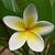 Cindy Gipson's profile image