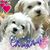 Dorothy Stall's profile image