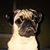 Chris Rosales's profile image