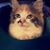 Amanda Tuohey's profile image