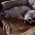 Cheri Pizinger Cruse's profile image