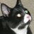 Mike Thomas's profile image