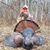 Jennifer Piasecki-Dums's profile image