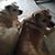 Candy Laughlin's profile image