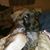 Pamela Solomon's profile image