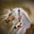 Jennifer Cox-Smith's profile image