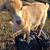Karen Conzo's profile image