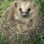 Joy Kulp's profile image