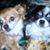 Brenda Scabrini Shepard's profile image