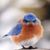 Debra Shepard Stickler's profile image