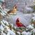 Diane Sheppard's profile image