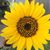 Dianna Brasseaux's profile image