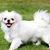 Deedee Thomas's profile image