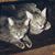 Bunny Hassler's profile image
