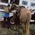 Lauren K. Lamson's profile image